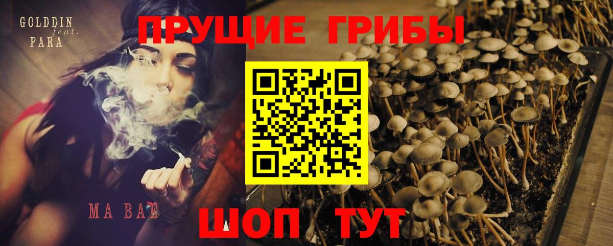 Галлюциногенные грибы Psilocybine cubensis Кубинка